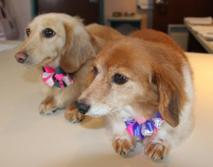 dachshund grooming